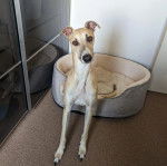 Un Lurcher assis dans un panier et regardant vers la caméra