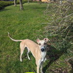 Un Lurcher sur un terrain herbeux et regardant vers la caméra 