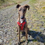 Un Lurcher assis sur une surface rocailleuse et portant un harnais  