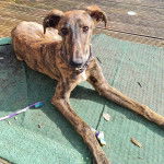 Un Lurcher allongé sur un tapis et portant un collier autour du cou