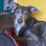 Un Lurcher allongé dans un panier et semblant détendu 