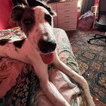 Un Lurcher allongé sur un lit et tirant la langue 
