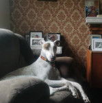 Photo Lurcher
