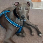 Un Lurcher allongé sur une moquette et portant un harnais 