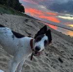 Un Lurcher sur une surface sableuse et portant un collier autour du cou