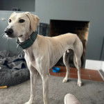 Un Lurcher sur un tapis et portant un collier autour du cou