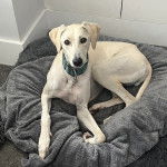 Un Lurcher allongé dans un panier et portant un collier autour du cou