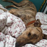 Un Lurcher allongé dans un lit et portant un collier autour du cou