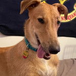 Un Lurcher ayant la langue pendante et portant un collier autour du cou