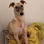 Un Lurcher assis sur un canapé et regardant vers la caméra 