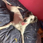 Un Lurcher allongé sur un llit et tirant la langue 