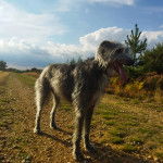 Un Lurcher sur une surface rocailleuse et ayant la langue pendante 