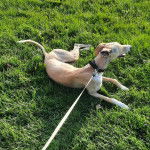 Un Lurcher allongé sur une surface herbacée et qui est tenu en laisse