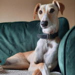Un Lurcher allongé sur un canapé et portant un collier autour du cou