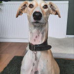 Un Lurcher assis sur un tapis et portant un collier autour du cou