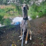 Un Lurcher assis sur une berge et qui est tenu en laisse 