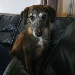 Un Lurcher assis sur un canapé et regardant vers la caméra