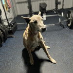 Un Lurcher assis dans une salle de gym et portant un collier autour du cou