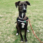 Un Lurcher assis sur un terrain herbeux et qui est tenu en laisse 