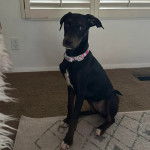 Un Lurcher assis sur un tapis et portant un collier autour du cou