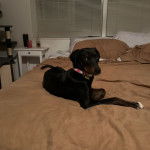 Un Lurcher allongé sur un lit et portant un collier autour du cou