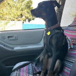 Un Lurcher assis sur le siège d'une voiture et qui est tenu en laisse 