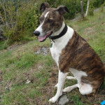Un Lurcher assis sur un terrain herbeux et portant un collier autour du cou