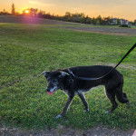 Un Lurcher sur une surface gazonnée et qui est tenu en laisse 