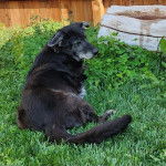 Un Lurcher allongé sur un terrain herbeux et portant un collier autour du cou