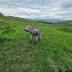 Un Lurcher sur une surface herbacée et portant un collier autour du cou