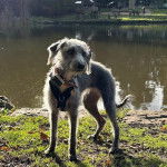 Un Lurcher sur un terrain herbeux et portant un harnais 