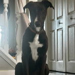 Un Lurcher regardant vers la caméra et portant un collier autour du cou