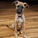Un Lurcher assis sur un plancher et portant un collier autour du cou