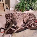 Un Lurcher allongé sur un lit pour chien et portant un collier autour du cou