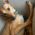 Un Lurcher allongé sur un canapé et portant un collier autour du cou