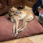 Un Lurcher allongé sur un oreiller et portant un collier autour du cou 