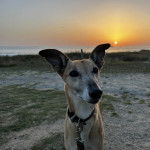 Un Lurcher regardant vers la caméra et qui est tenu en laisse 