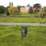 Un Lurcher courant sur un terrain herbeux et regardant vers la caméra 