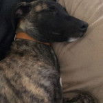 Un Lurcher allongé et portant un collier autour du cou