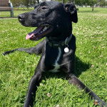 Un Lurcher allongé sur un terrain gazonné et portant un collier autour du cou