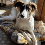 Un Lurcher allongé sur un lit pour chien et portant un collier autour du cou