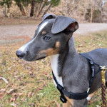 Un Lurcher sur un terrain herbeux et portant harnais 