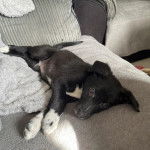 Un chiot Lurcher allongé sur un canapé et regardant vers la caméra