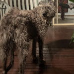 Un Lurcher sur un plancher 