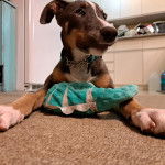 Un Lurcher allongé sur une moquette et portant un collier autour du cou