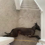 Un Lurcher allongé sur une moquette et semblant dormir