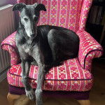 Un Lurcher allongé sur un canapé et regardant vers la caméra