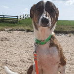 Un Lurcher assis sur une surface sableuse et qui est tenu en laisse