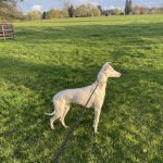 Un Lurcher sur une surface herbacée et qui est tenu en laisse 