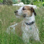 Un Lurcher allongé sur un terrain herbeux et qui est tenu en laisse